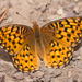 Callippe Fritillary - Photo (c) Logan Crees, all rights reserved, uploaded by Logan Crees