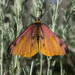 Western Sheep Moth - Photo (c) Logan Crees, all rights reserved, uploaded by Logan Crees