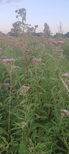 hemp agrimony