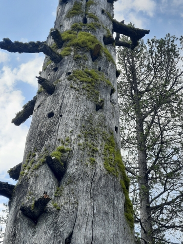 iNaturalist observation photo of Wolf Lichens