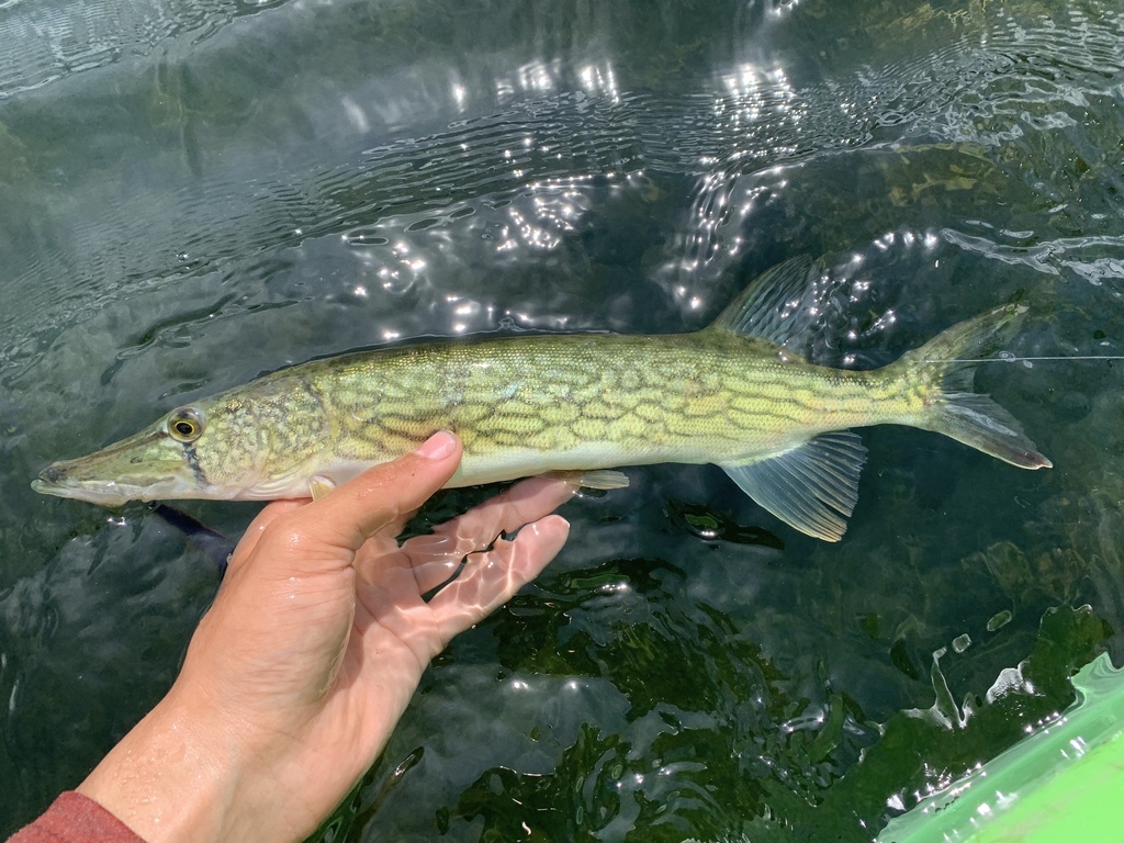 Chain Pickerel Esox niger