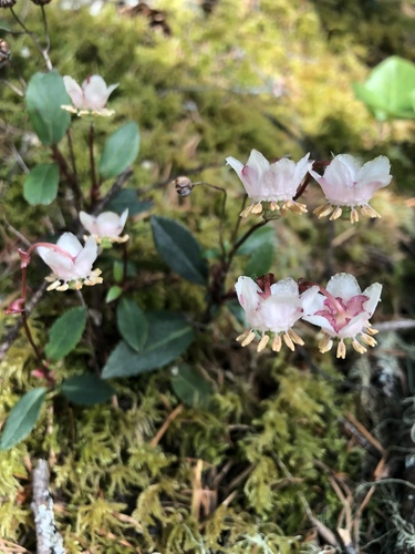 Chimaphila menziesii