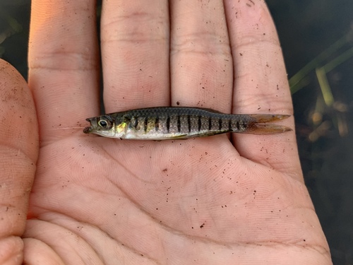Lined Topminnow
