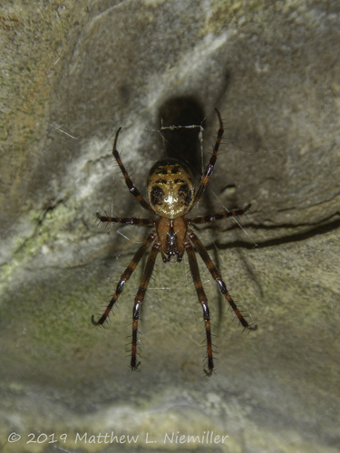 Eastern Cave Long-jawed Spider