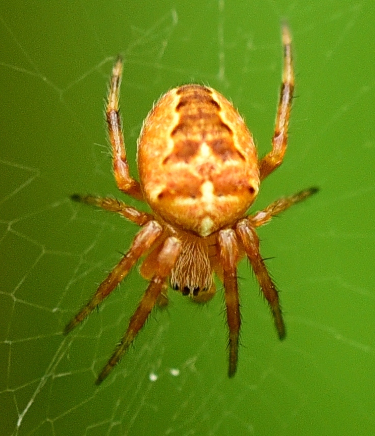 Jadeback Spider Species in Avendora