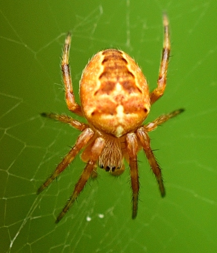 Paprastasis kryžiuotis nuotrauka