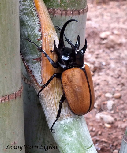 Eupatorus gracilicornis Arrow, 1908