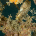 Observation photo