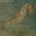 Observation photo