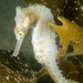 Observation photo