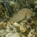 Observation photo