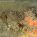Observation photo