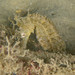Observation photo