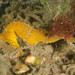 Observation photo
