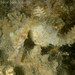 Observation photo