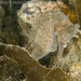 Observation photo