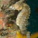 Observation photo