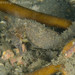 Observation photo