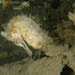 Observation photo