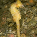 Observation photo