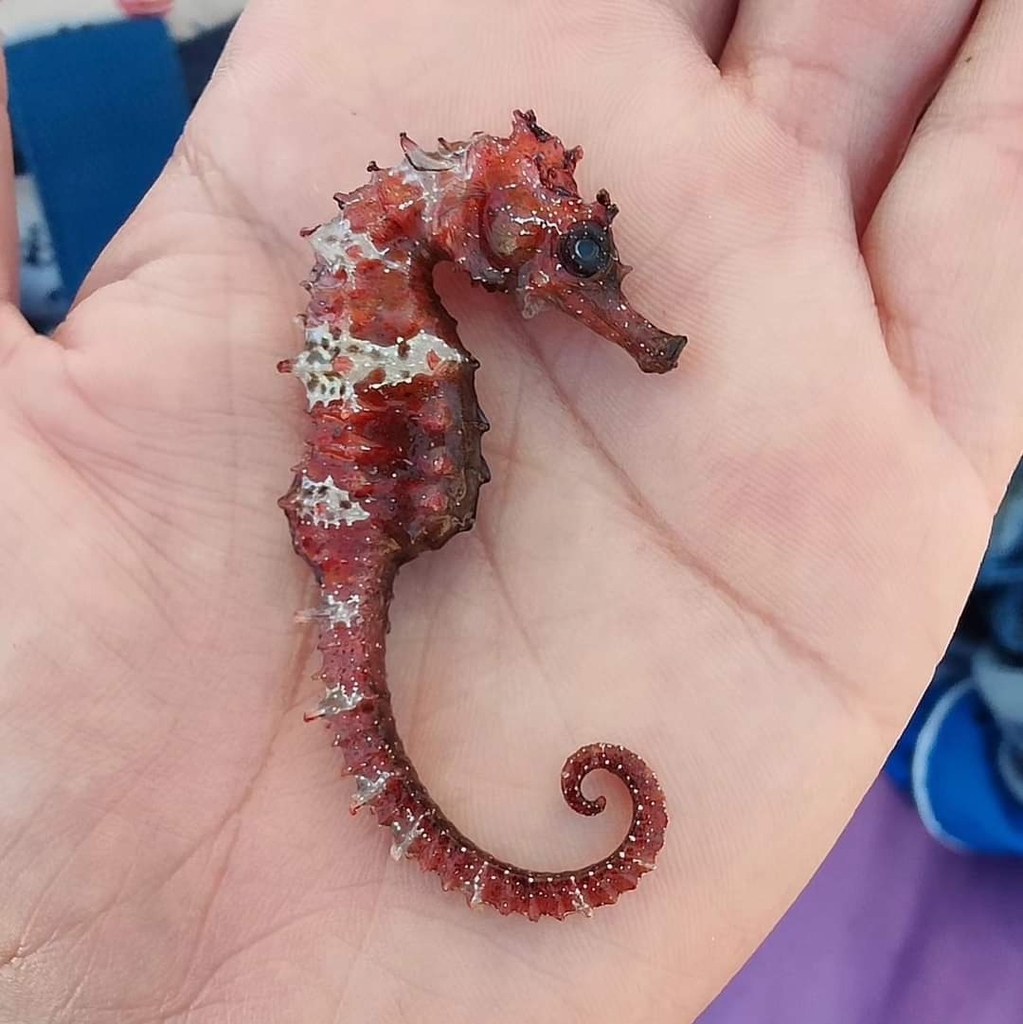 Long-snouted seahorse
