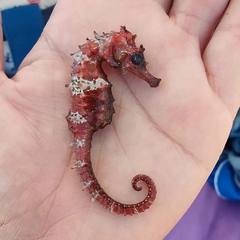 Long-snouted seahorse