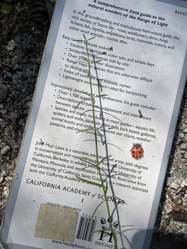 iNaturalist observation photo of Plants