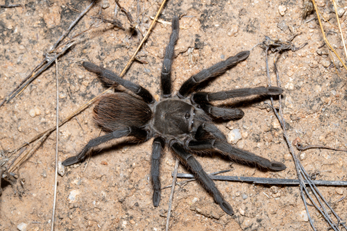 Tucson Bronze Tarantula
