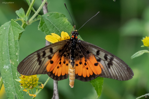 Elegant Acraea
