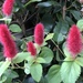 Strawberry Firetails - Photo (c) mikekato, all rights reserved