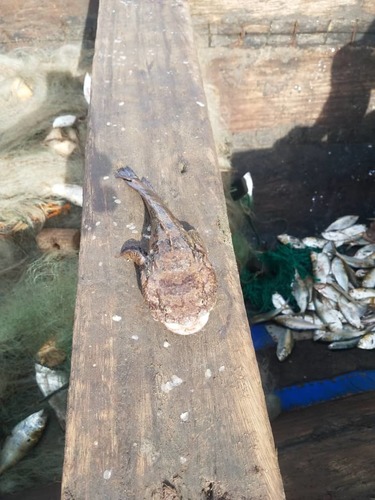 Hairy Toadfish (Batrachoides liberiensis) · iNaturalist