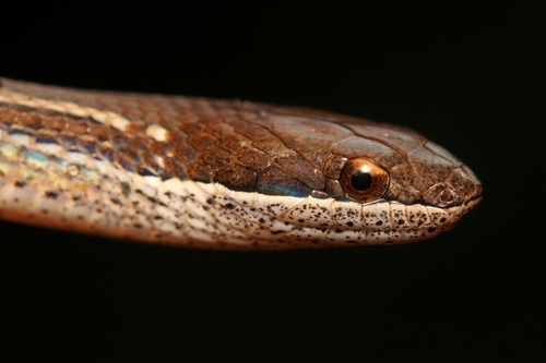 Brown Spotbelly Snake