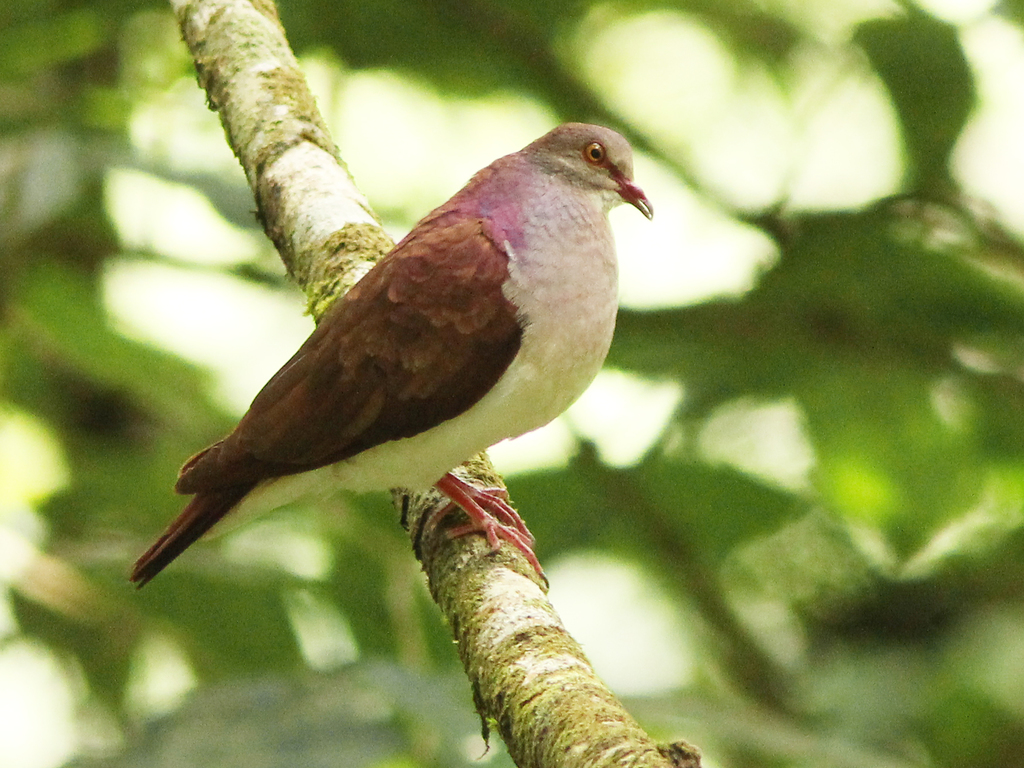 Violaceous Quail-Dove photo