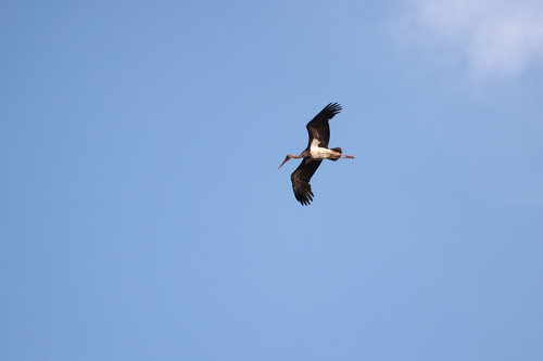 Black Stork