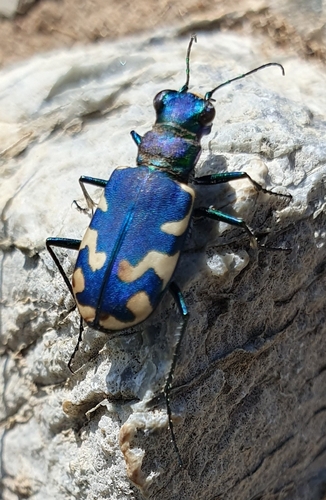 Cicindela coerulea