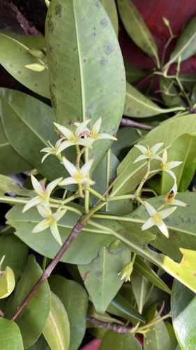 Rhizophora × harrisonii