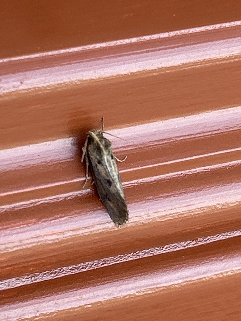 Clemens' Grass Tubeworm Moth from Crestlawn Memorial Gardens ...