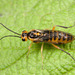 Locust Sawfly - Photo (c) Clarence Holmes, all rights reserved