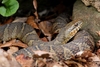 Northern Watersnake - Photo (c) John Beatty, all rights reserved