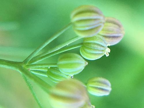 Marsh parsley