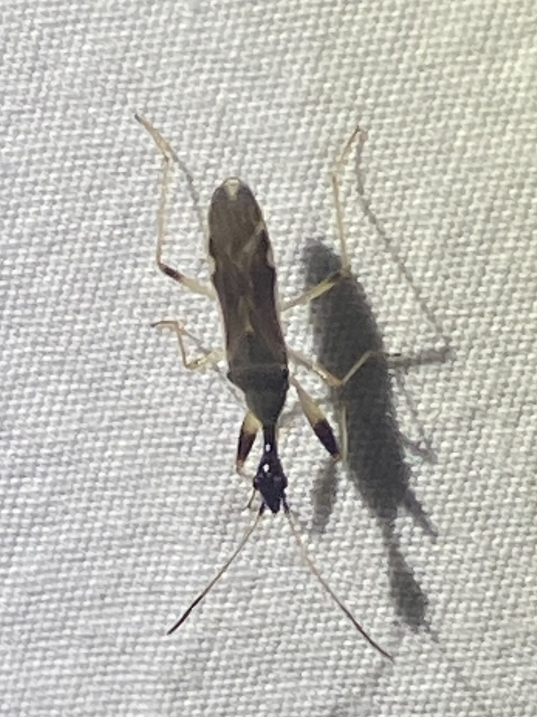 Texas Seed Insect Long-necked Seed Bug from County Rd 344, Jarrell, TX, US on July 20 ...