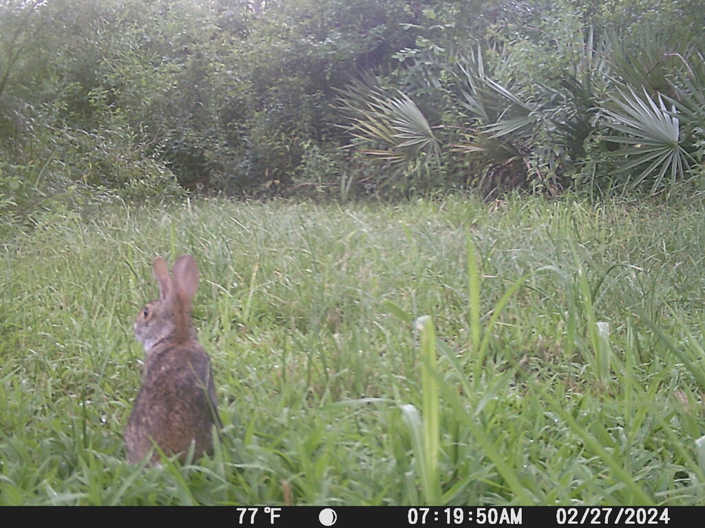 Swamp Rabbit from Moss Bluff, LA, USA on February 27, 2024 at 07:19 AM ...