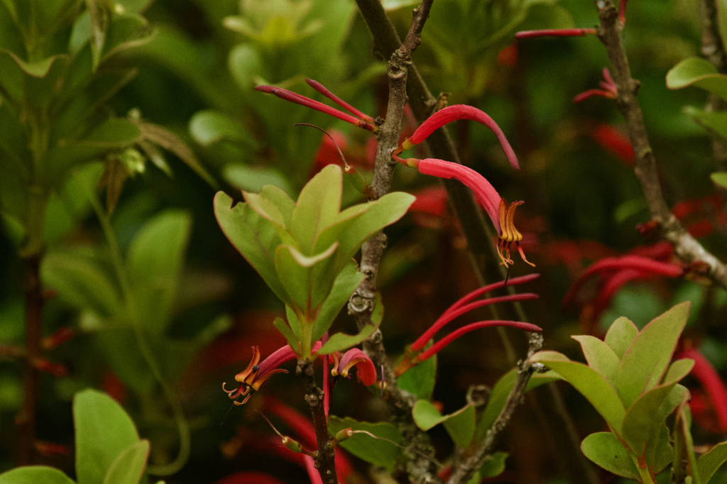 Taxillus delavayi (Taxillus delavayi)