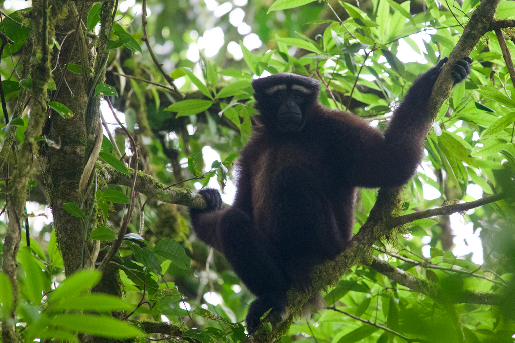 Skywalker Hoolock Gibbon