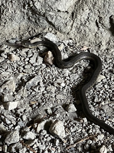 iNaturalist observation photo of Sierra Garter Snake