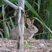 Chinese Hare - Photo (c) 陳昕, all rights reserved, uploaded by 陳昕
