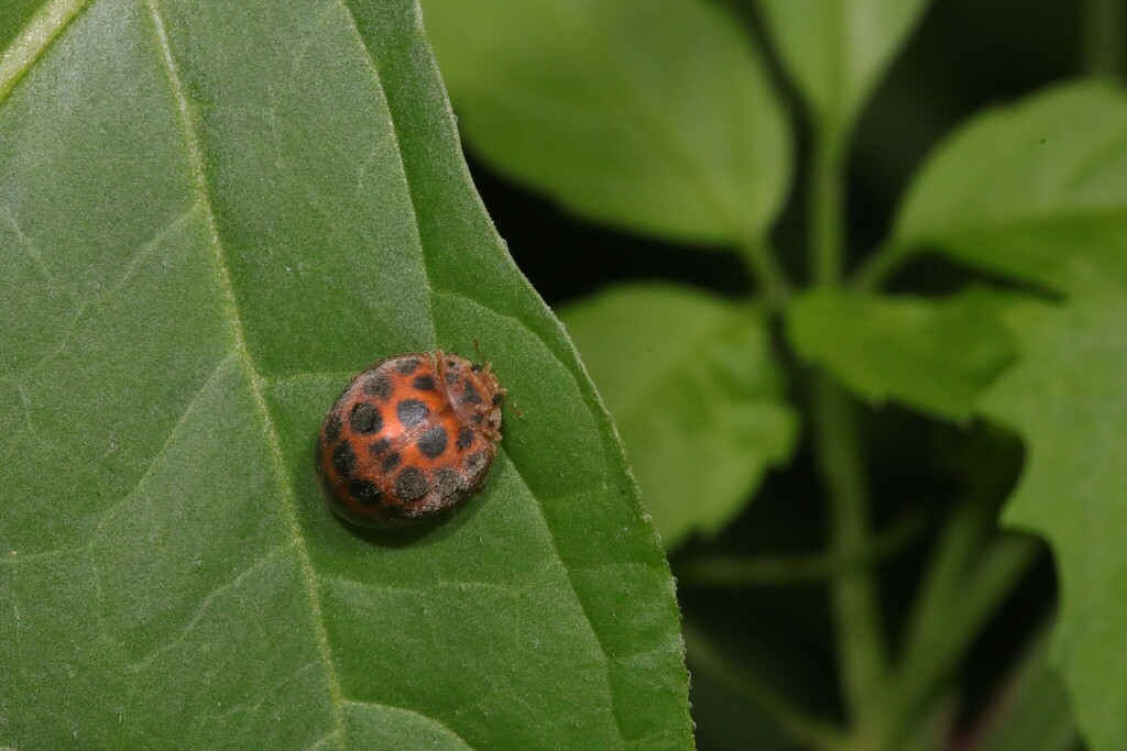 Hadda Beetle from 中国北京市西城区陶然亭公园 on July 21, 2024 at 11:05 AM by 寒月米狼 · ...