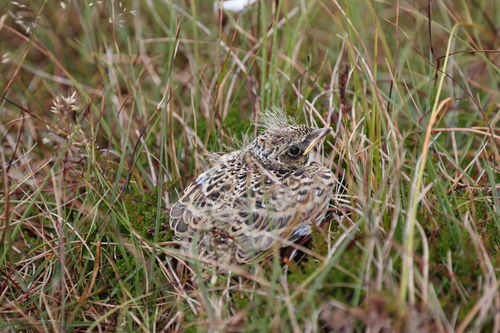 Sanglærke — foto 5