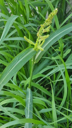 Paprastoji rietmenė nuotrauka