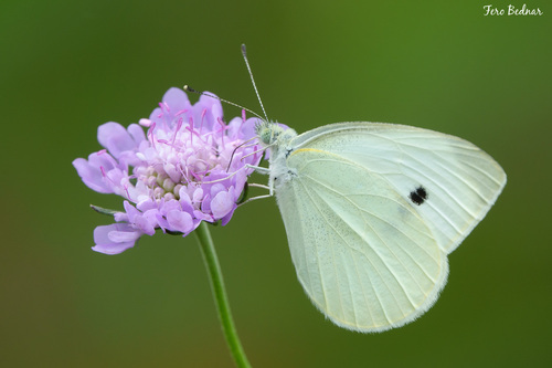 Pieris rapae